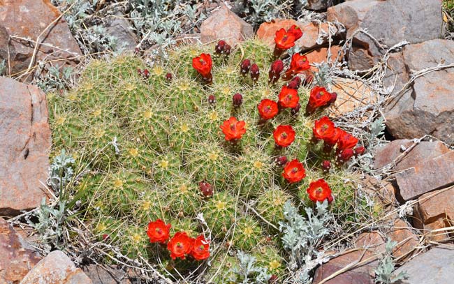 Scarlet Hedgehog Cactus is a compact cactus that has 20 to 100 stems. This species is found in elevations from 4,000 to 9,000 feet. Preferred habitats include bajadas, rocky slope and cliffs. Echinocereus coccineus 